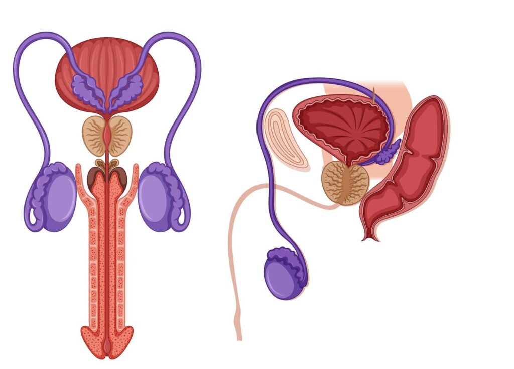 inside-male-reproductive-system_1308-128884